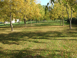 The Walnut Grove in Sunny Glory